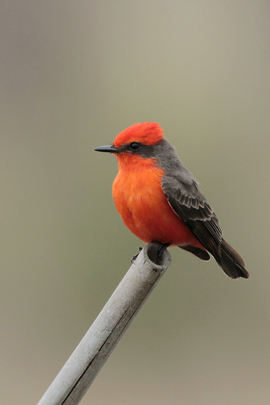 Vermilion Flycatcher