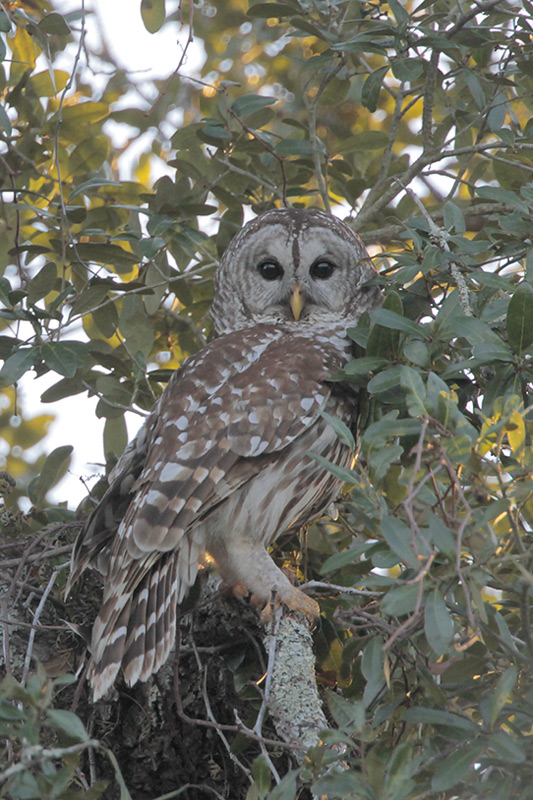 Barred Owl