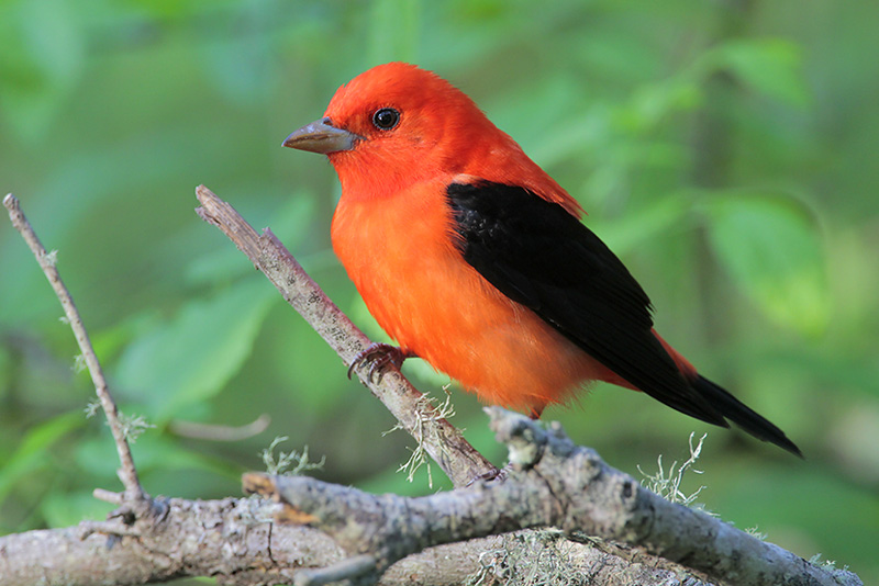Scarlet Tanager