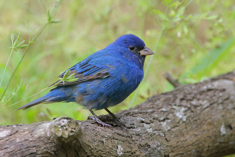 Indigo Bunting