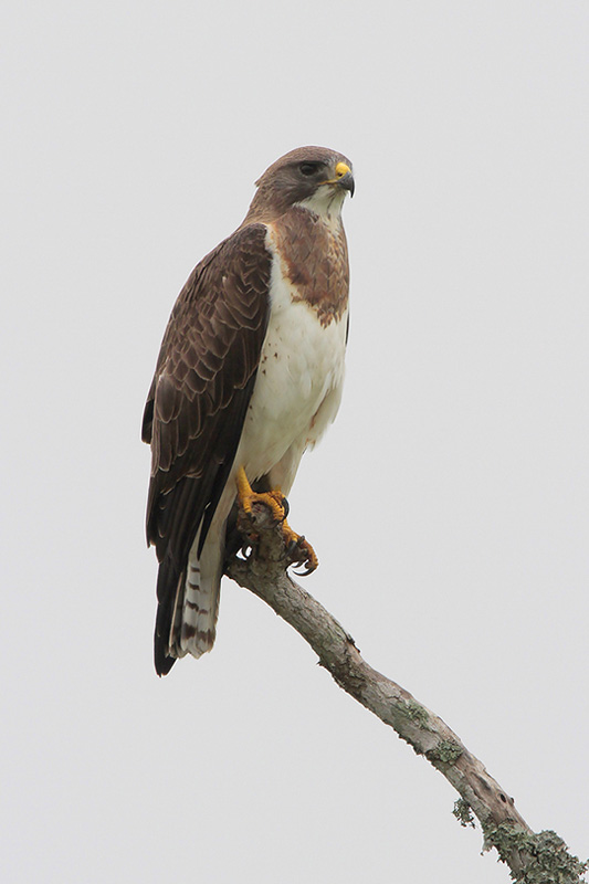 Swainsons Hawk
