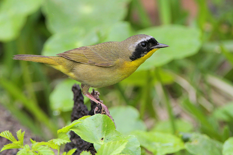 Common Yellowthroat