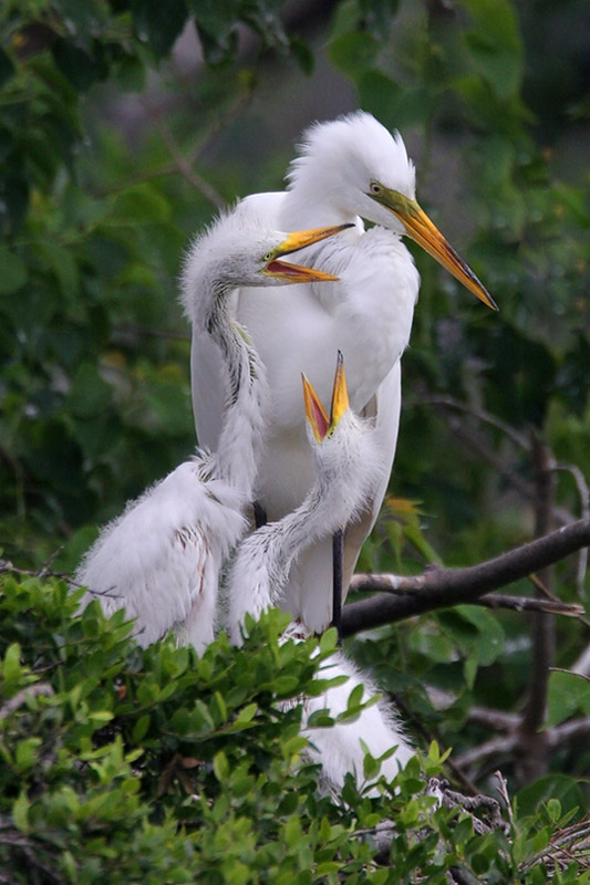 Great Egret