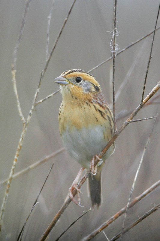 LeContes Sparrow