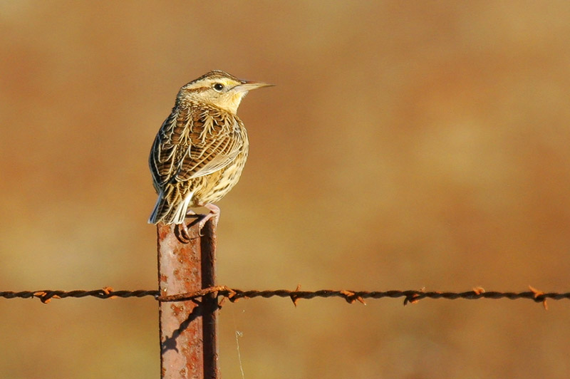 Eastern Meadowlark