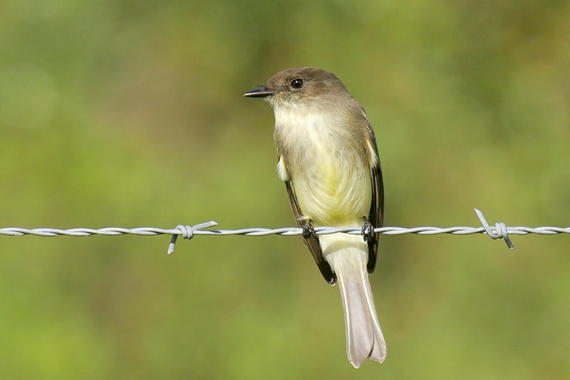 Eastern Phoebe