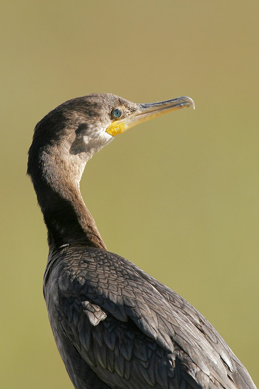 Double-crested Cormorant