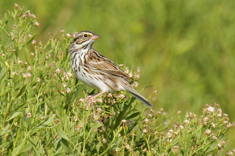 Savannah Sparrow