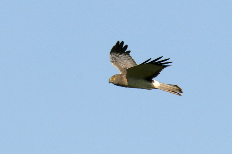 Northern Harrier