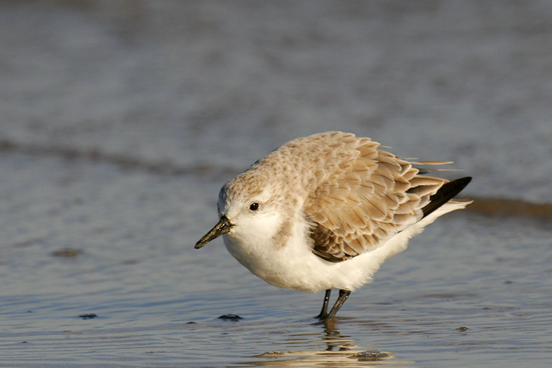 Sanderling