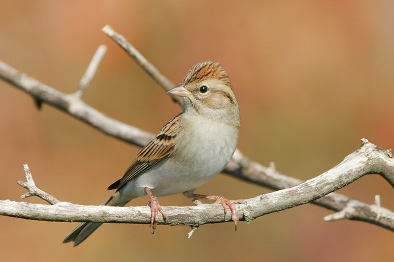 Chipping Sparrow