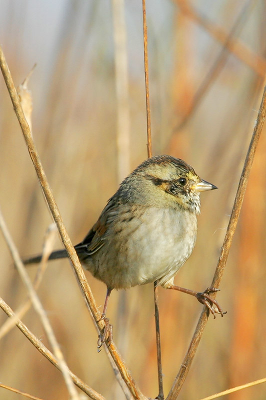 Swamp Sparrow