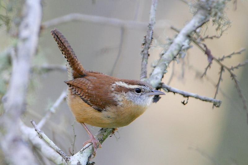 Carolina Wren