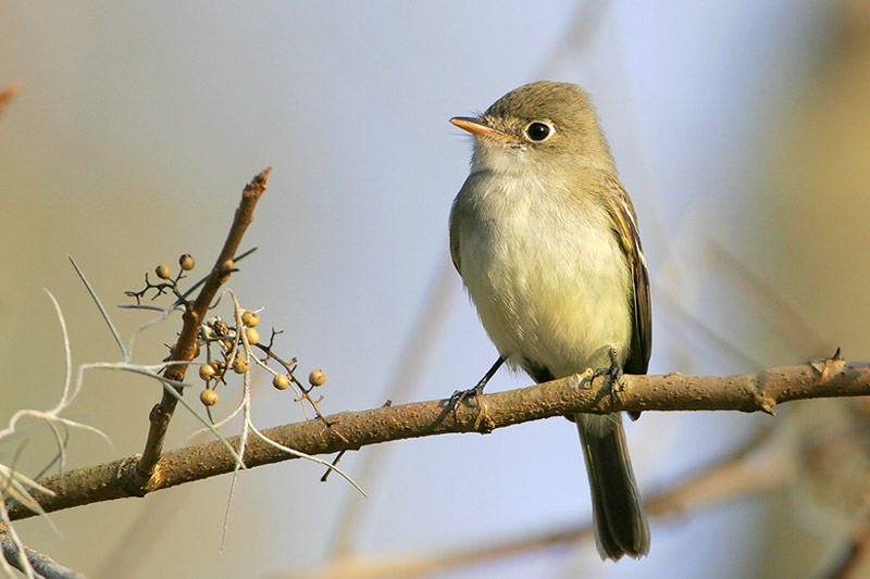 Least Flycatcher