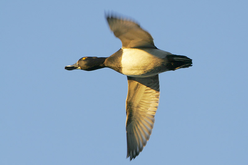 Ring-necked Duck