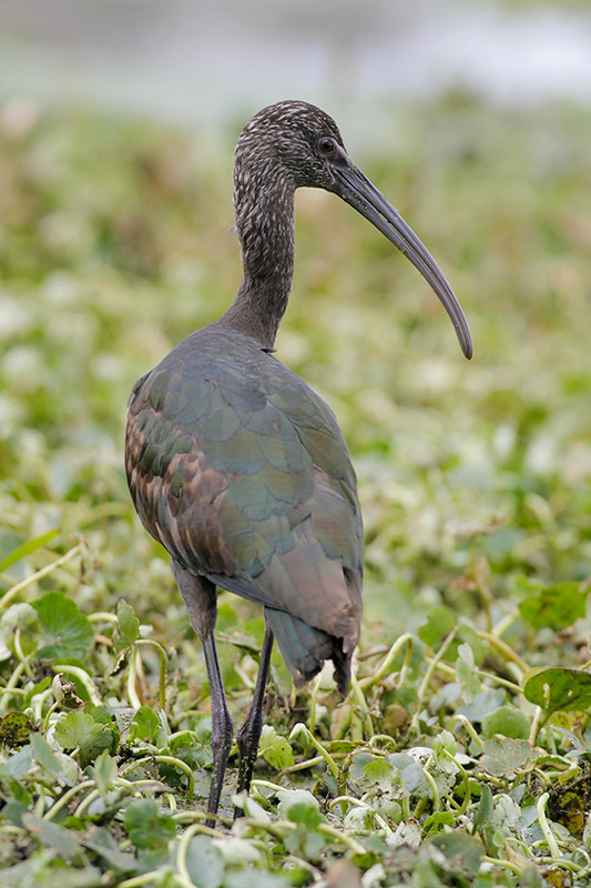 White-faced Ibis