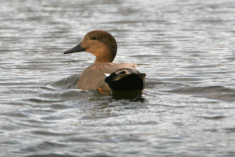 Gadwall