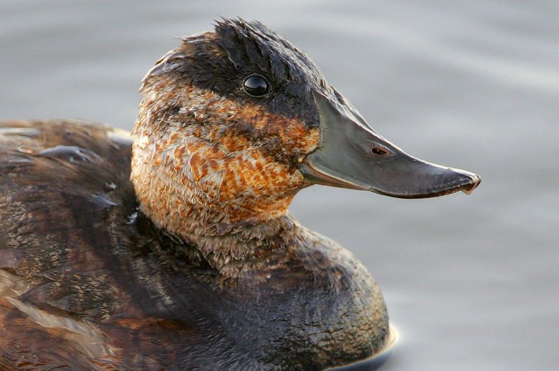 Ruddy Duck