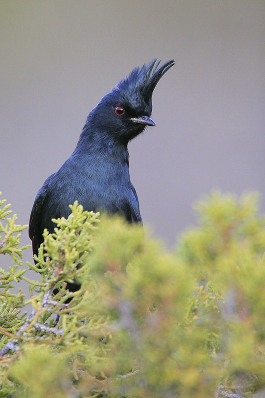 Phainopepla