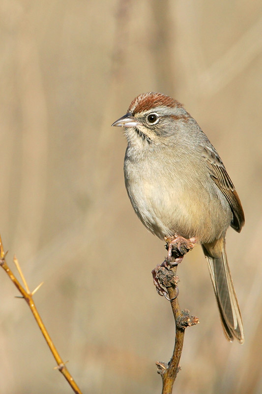 Rufous-crowned Sparrow