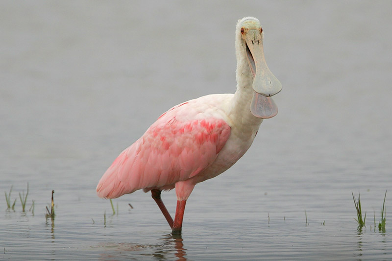 Roseate Spoonbill