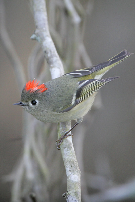 Ruby-crowned Kinglet