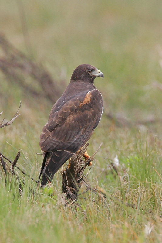 White-tailed Hawk