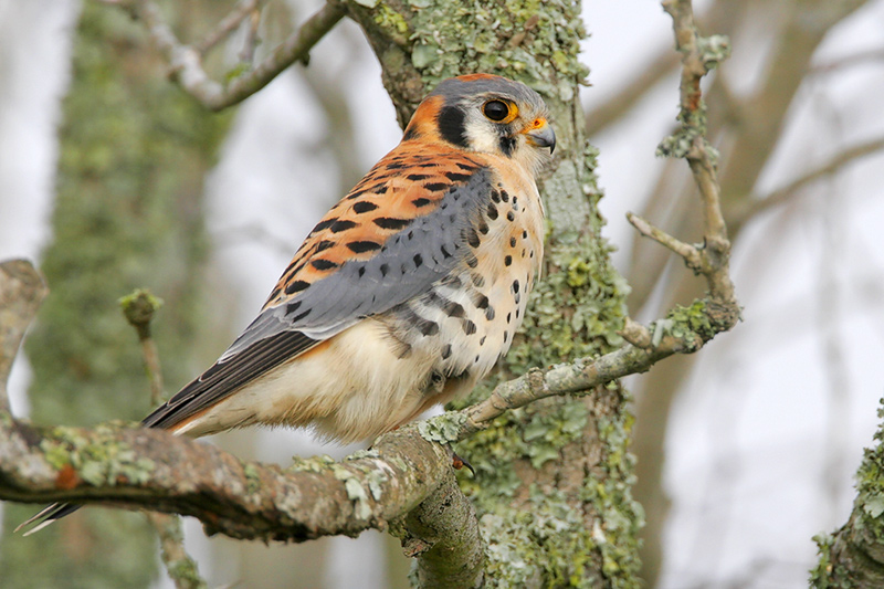 American Kestrel