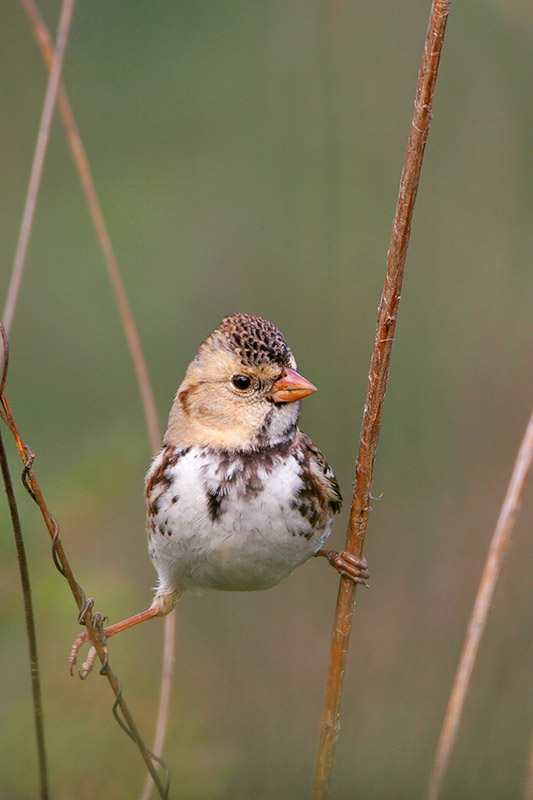 Harriss Sparrow