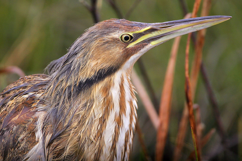 American Bittern