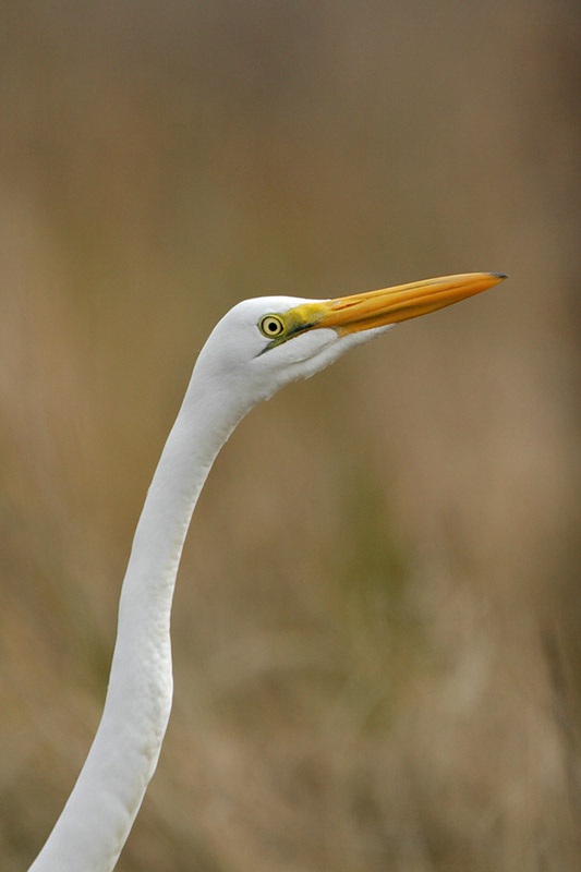 Great Egret