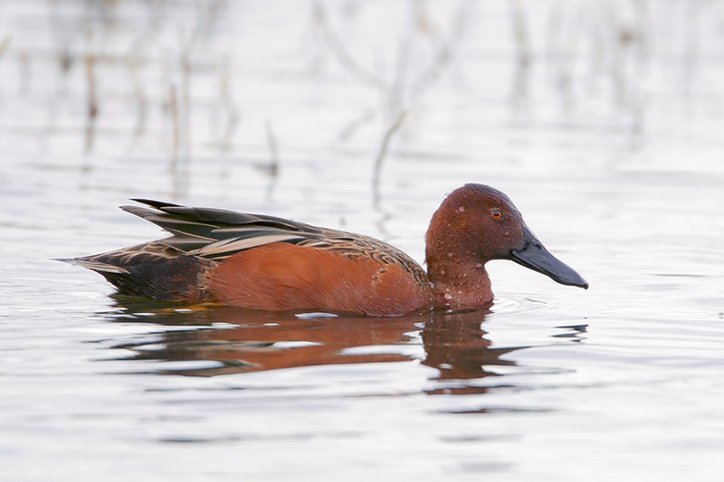 Cinnamon Teal