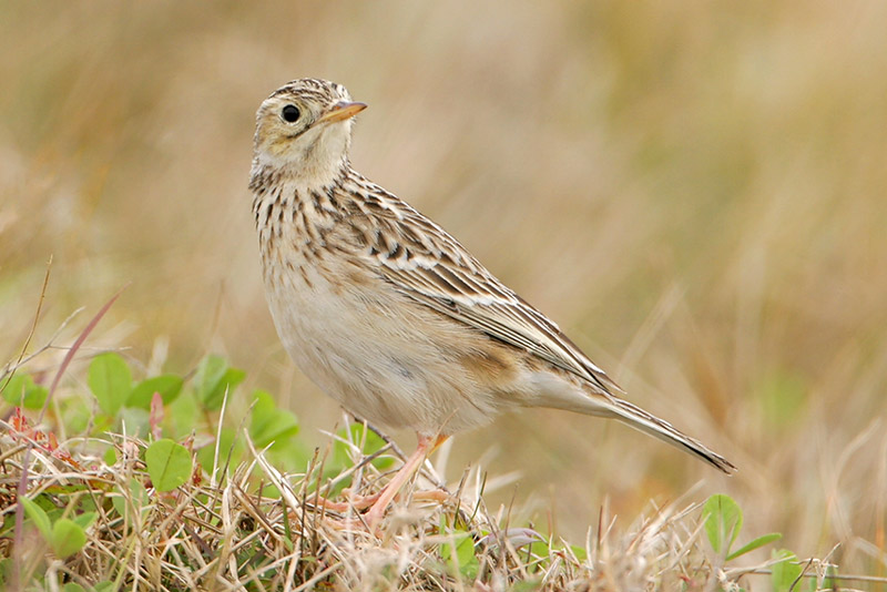 Spragues Pipit