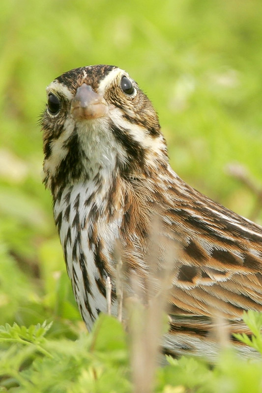 Savannah Sparrow