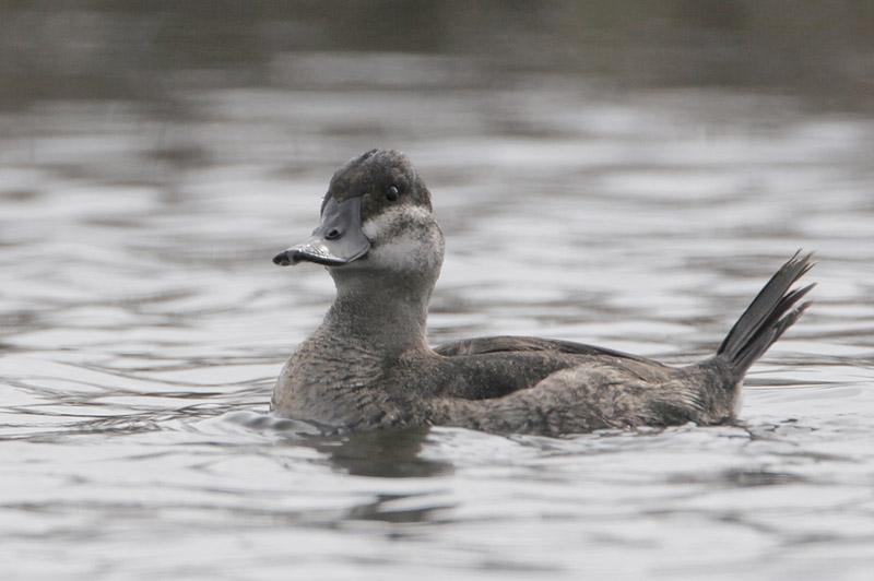 Ruddy Duck