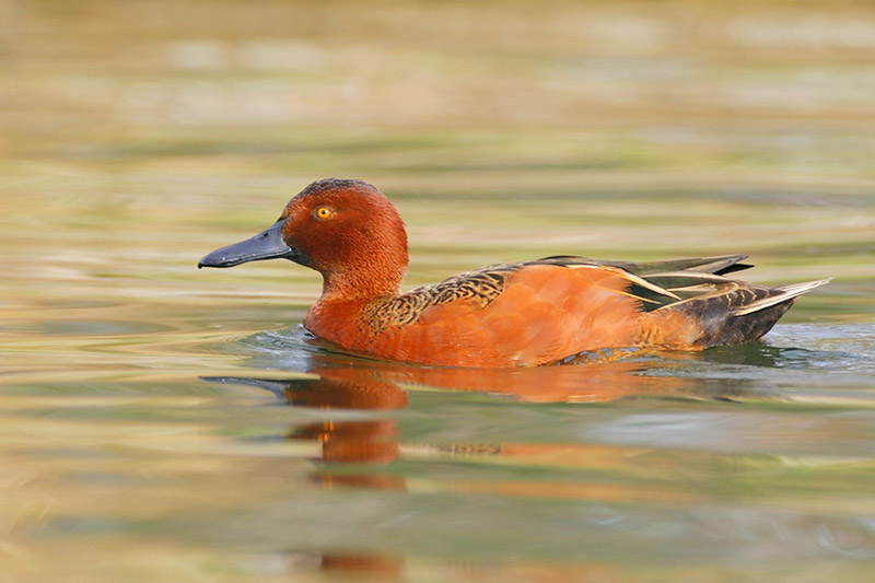 Cinnamon Teal