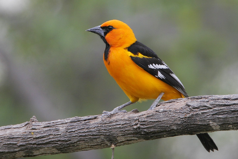 Altamira Oriole