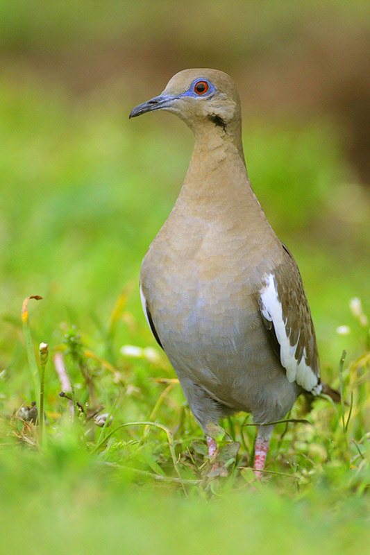 White-winged Dove