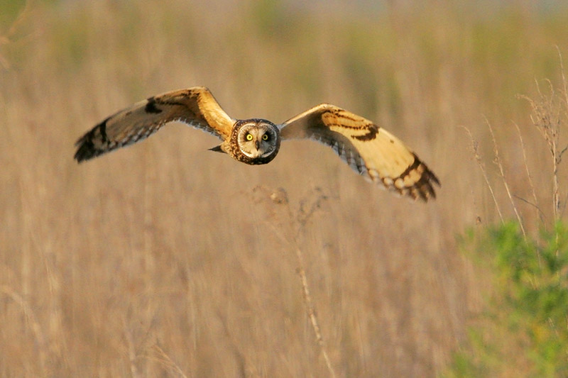 Short-eared Owl