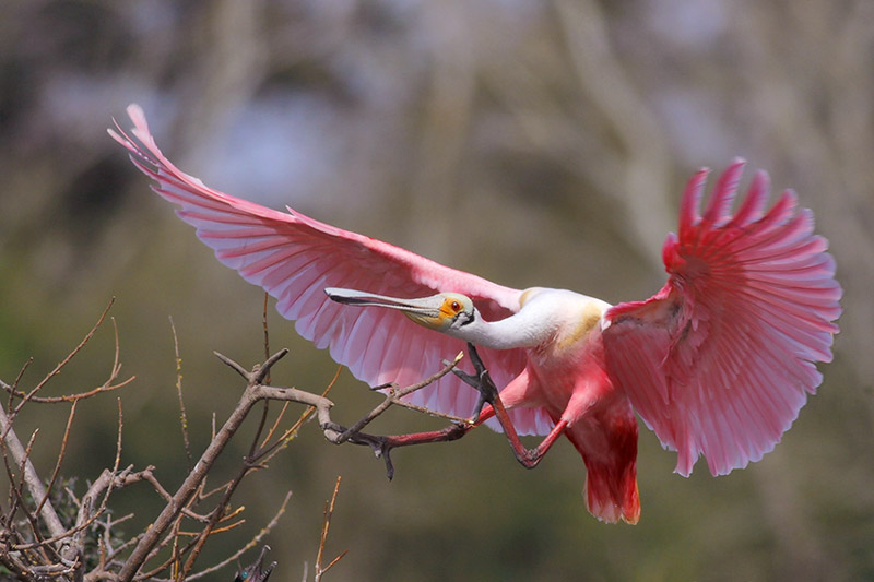 Roseate Spoonbill