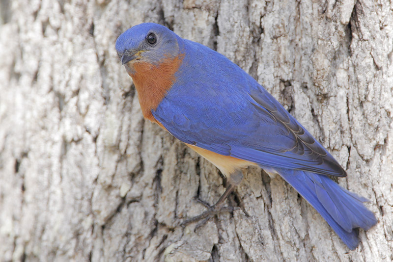 Eastern Bluebird