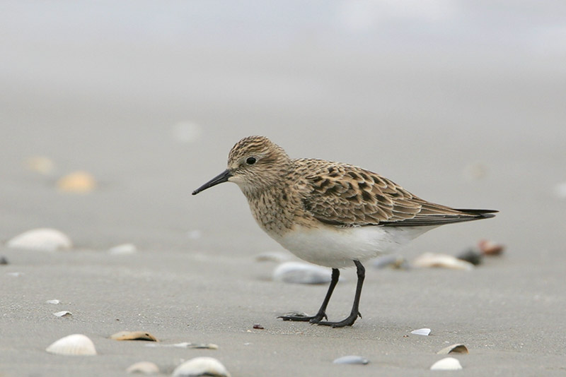 Bairds Sandpiper
