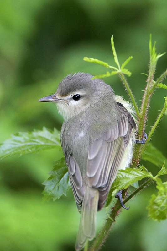 Warbling Vireo