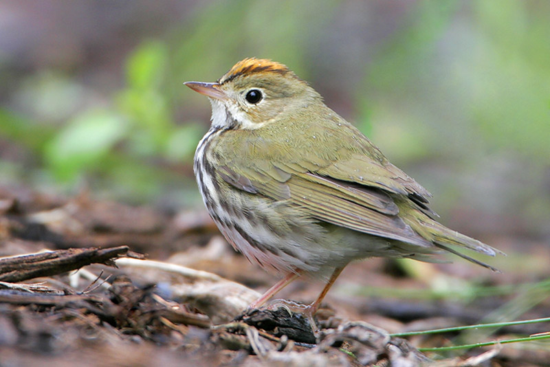 Ovenbird