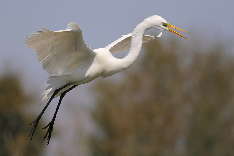 Great Egret