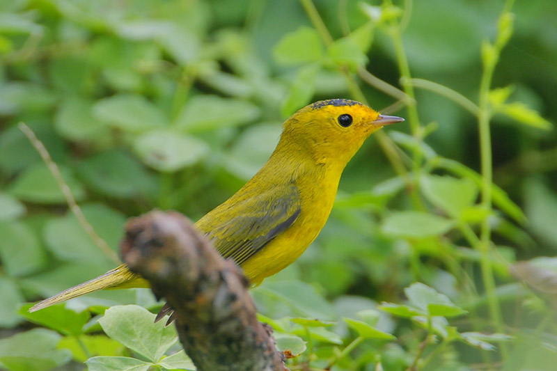 Wilsons Warbler