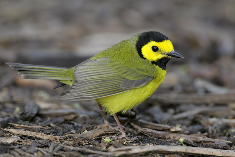 Hooded Warbler