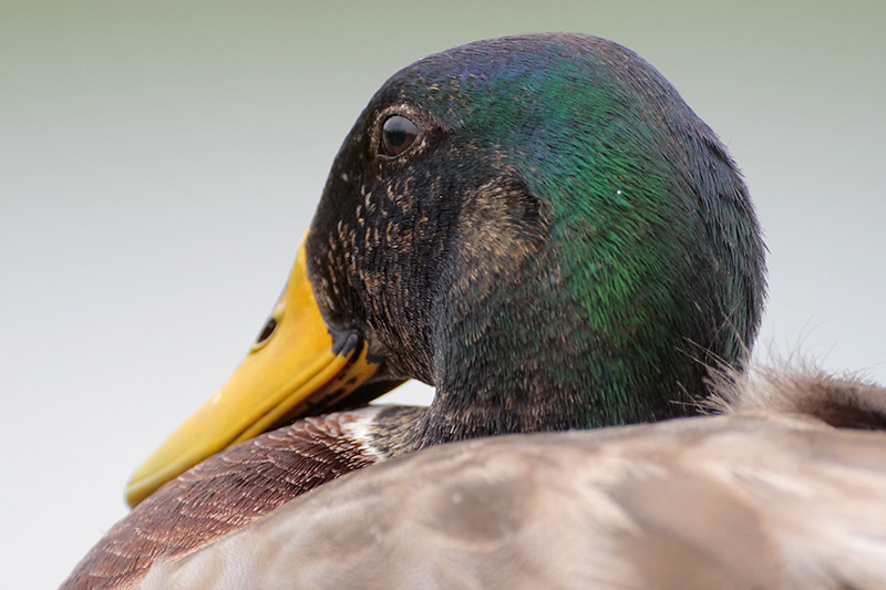 Mallard