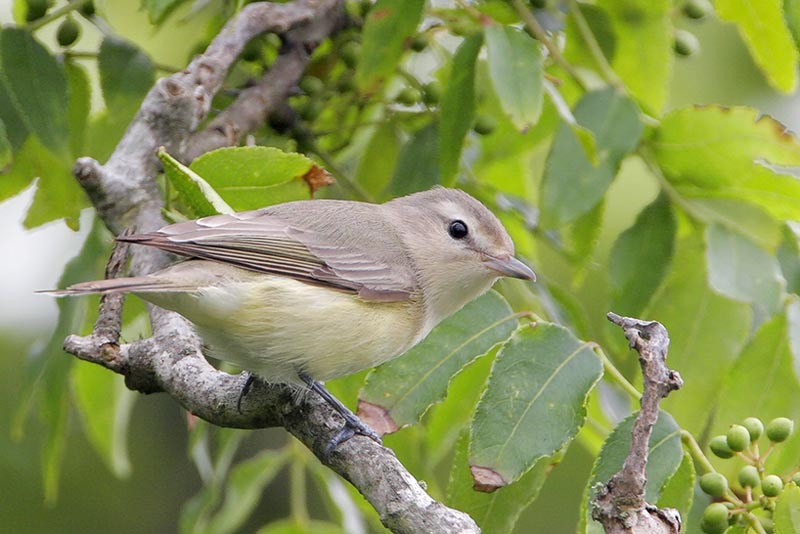 Philadelphia Vireo