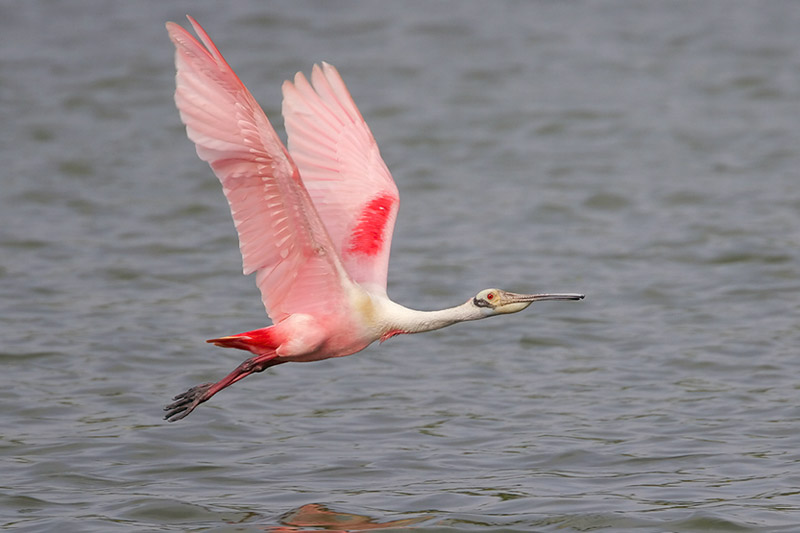 Roseate Spoonbill